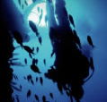Scuba World - Broome Tourism