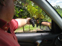 Mount Tamborine Winery & Homestead - Broome Tourism 1