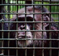 Rockhampton Zoo - Broome Tourism