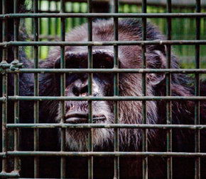 Rockhampton Zoo - Broome Tourism 0