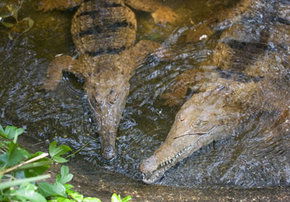 Rockhampton Zoo - Broome Tourism 1