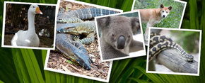 Rockhampton Zoo - Broome Tourism 2