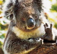 Gorge Wildlife Park - Broome Tourism