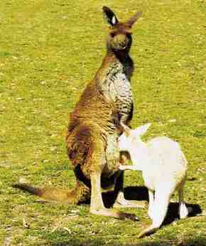 Gorge Wildlife Park - Broome Tourism 1