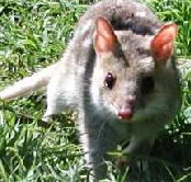 Urimbirra Wildlife Park - Broome Tourism