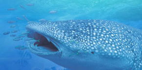 Ningaloo Blue Dive - Broome Tourism 1