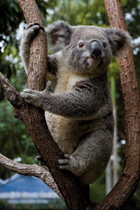 Currumbin Wildlife Sanctuary - Broome Tourism 1