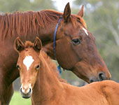  Broome Tourism