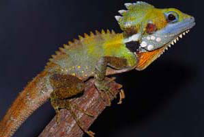 Cool Companions - Broome Tourism 2