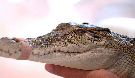 Cool Companions - Broome Tourism 3