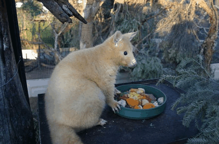 Caversham Wildlife Park - Broome Tourism 1