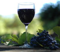 Lion Mill Vineyards - Broome Tourism 0