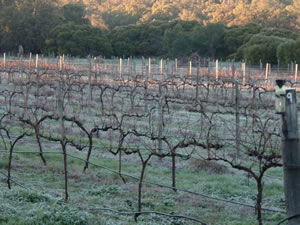 Lion Mill Vineyards - Broome Tourism 1