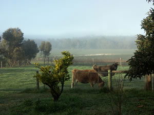 Lion Mill Vineyards - Broome Tourism 2