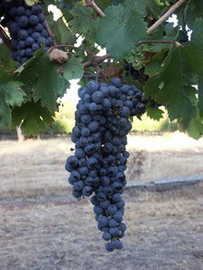 Lion Mill Vineyards - Broome Tourism 3