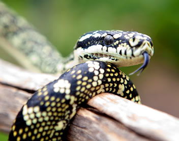 Reptile Encounters - Broome Tourism 0