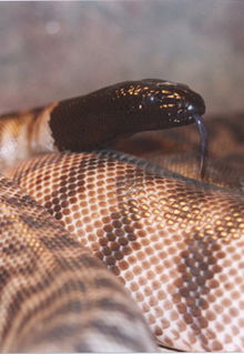 Armadale Reptile & Wildlife Centre - Broome Tourism 4