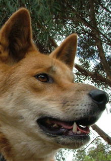 Armadale Reptile & Wildlife Centre - Broome Tourism 5