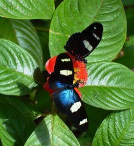Butterfly Farm - Broome Tourism 4