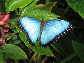 Butterfly Farm - Broome Tourism 5