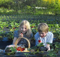 Blue Hills Berries  Cherries - Broome Tourism