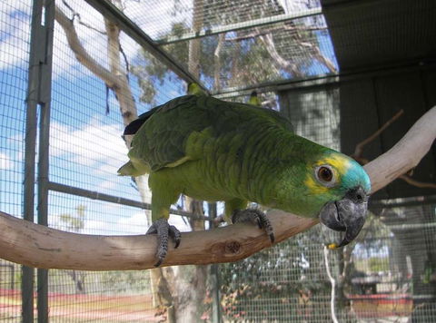 Darling Downs Zoo - Broome Tourism 1