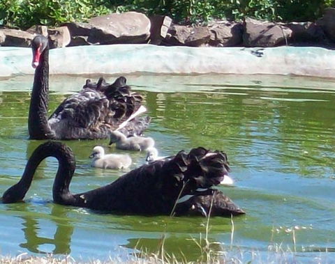 Darling Downs Zoo - Broome Tourism 3