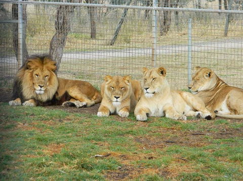 Darling Downs Zoo - Broome Tourism 4