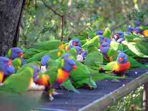 Gorge Wildlife Park - Broome Tourism 4