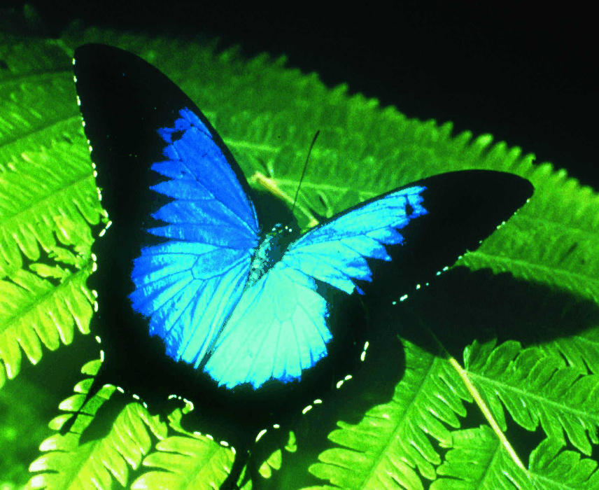 Australian Butterfly Sanctuary - Broome Tourism 0