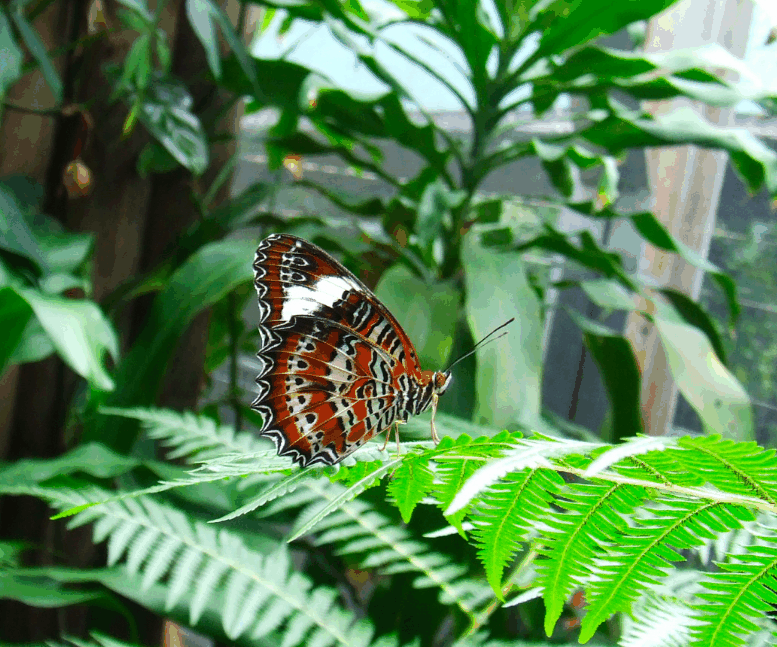 Australian Butterfly Sanctuary - Broome Tourism 1