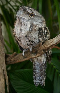 Currumbin Wildlife Sanctuary - Broome Tourism 2