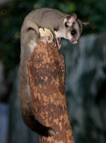 Currumbin Wildlife Sanctuary - Broome Tourism 3