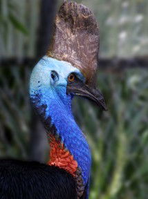 Currumbin Wildlife Sanctuary - Broome Tourism 8