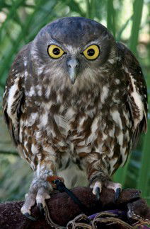 Currumbin Wildlife Sanctuary - Broome Tourism 9