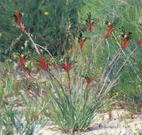 Kalbarri Wildflower Centre - Broome Tourism