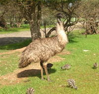 Minlaton Fauna Park - Broome Tourism