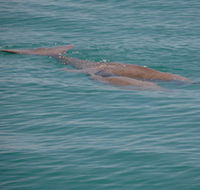 Dugongs - Broome Tourism