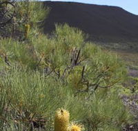 Lesueur Walk Trail Mount Lesueur - Broome Tourism