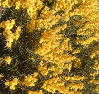 Dalwallinu Remnant Bushland - Broome Tourism