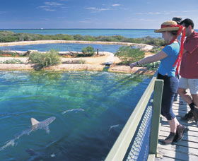 Shark Bay Marine Park - Broome Tourism 0