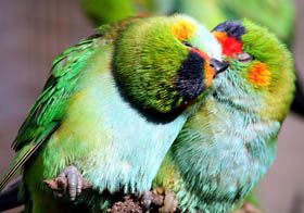 Rainbow Jungle - The Australian Parrot Breeding Centre - Broome Tourism 0