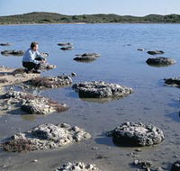 Lake Thetis Stromatolites - Broome Tourism