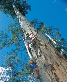 Dave Evans Bicentennial Tree - Broome Tourism 0