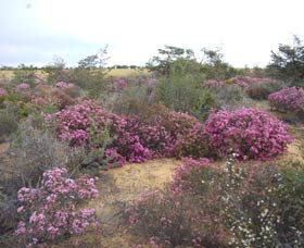 Reynoldson's Flora Reserve - Broome Tourism 0