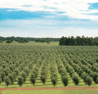 Fini Olives - Broome Tourism