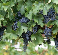 Capel Vale Wines - Broome Tourism