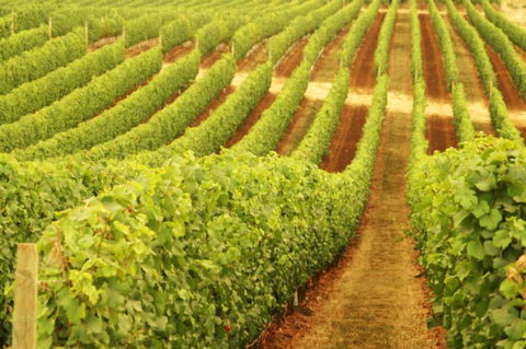 MadFish Wines Denmark - Broome Tourism 0