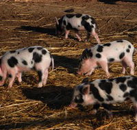 Will's Rare Breeds Farm - Broome Tourism