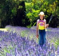 Brayfield Park Lavender Farm - Broome Tourism